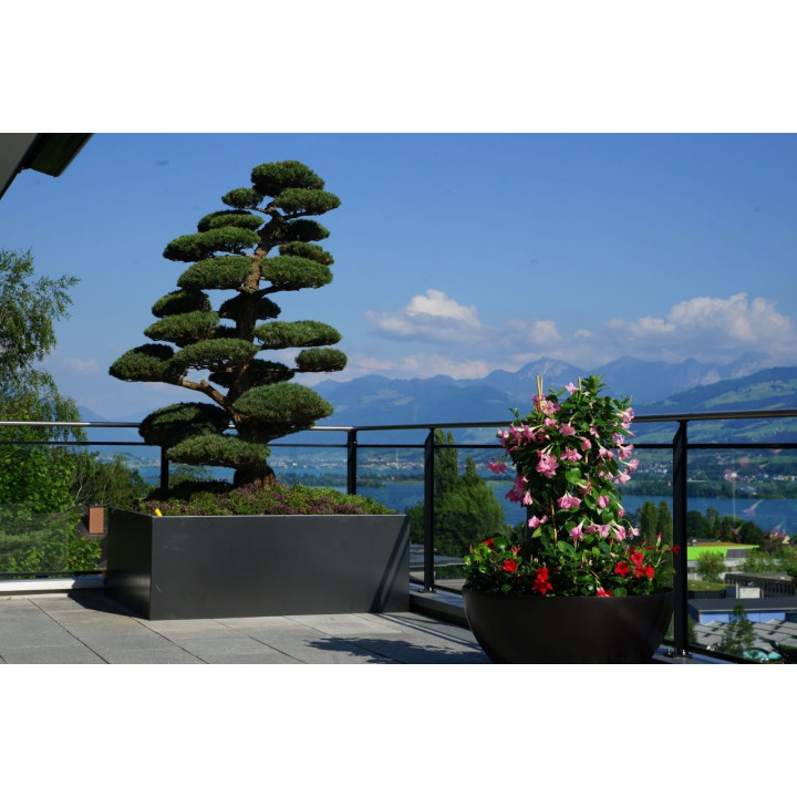 Bowl for flowers or ornamental tree